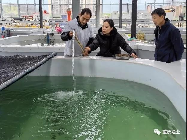重庆市生态渔体系岗位专家罗莉副教授把鳜鱼带进了鱼菜共生ai工厂